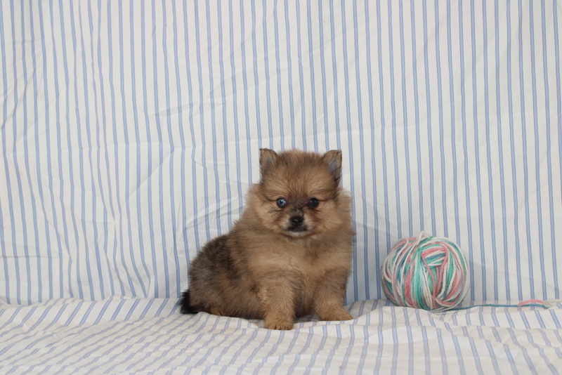 puppy, for, sale, Pomeranian, Matthew B. Stoltzfus, dog, breeder, Gap, PA, dog-breeder, puppy-for-sale, forsale, nearby, find, puppyfind, locator, puppylocator, aca